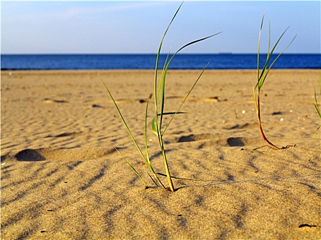 波罗的海,草,沙丘,前景