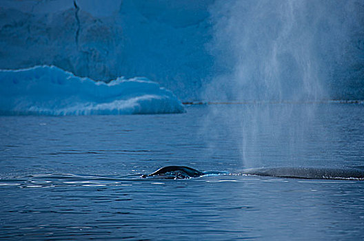 南极冰川鲸鱼喷水