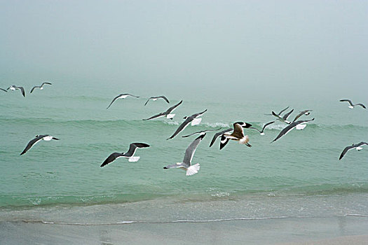 海鸥,飞跃,海滩