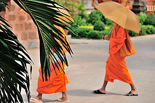 和尚,特色,橙子,服装,收获,柬埔寨