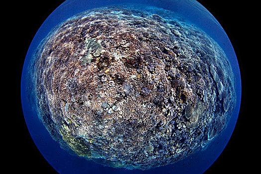 礁石,风景,父亲,巴布亚新几内亚,水下