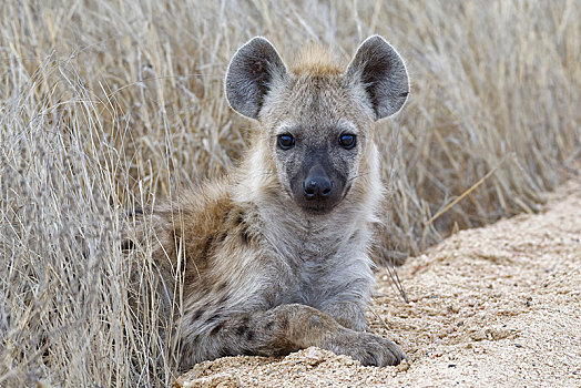 斑鬣狗,幼兽,躺着,边缘,土路,克鲁格国家公园,南非,非洲
