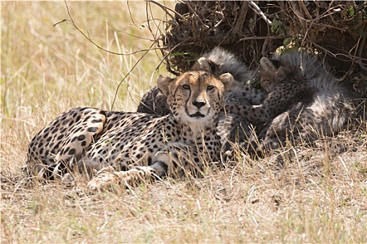 雌性,印度豹,看镜头,旁侧,幼兽