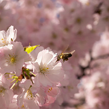 黄蜂,日本