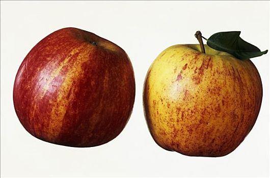 两个,苹果,品种
