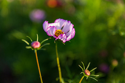 鲜花