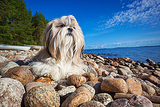 狗,躺着,湖,岸边,石头,广角