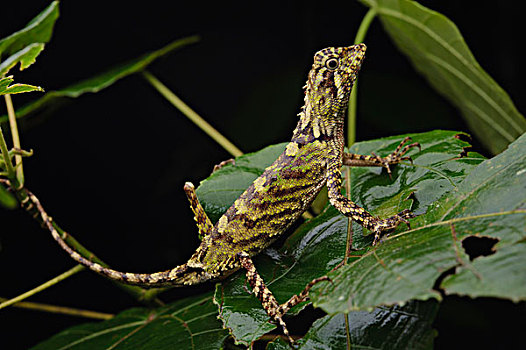 沙巴,眉毛,蜥蜴,幼小,女性,京那巴鲁山,国家公园,婆罗洲,马来西亚
