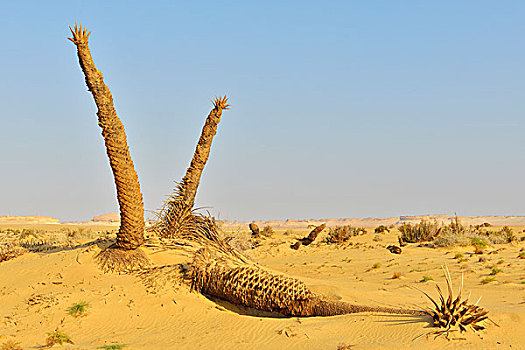 荒漠景观,干燥,椰枣,利比亚沙漠,撒哈拉沙漠,埃及,非洲