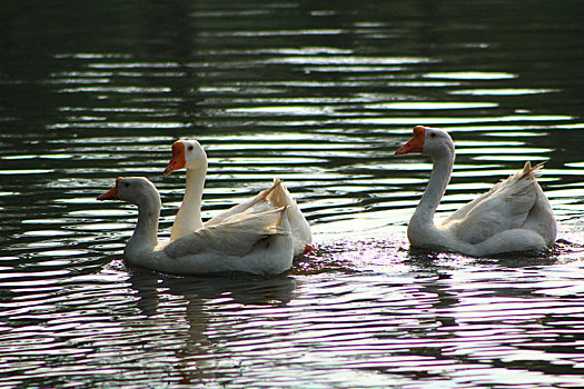在湖面上的三只白鹅