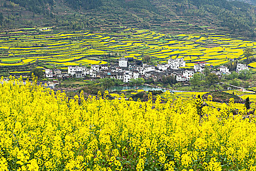 油菜花开