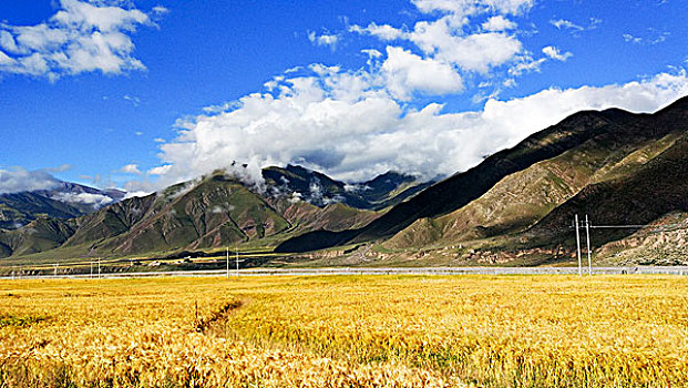 高山下的麦田