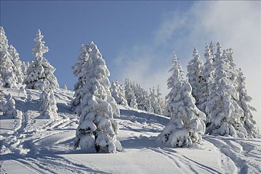 冬季风景,积雪,云杉,下坡