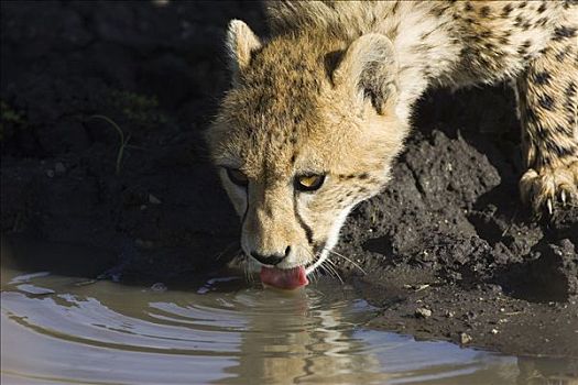 印度豹,猎豹,9个月大,幼兽,喝,马赛马拉国家保护区,肯尼亚