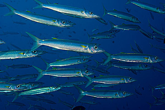 鱼群,梭鱼,梭鱼属,帕劳,大洋洲