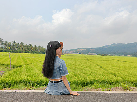 海南陵水富力湾环岛旅游公路稻田