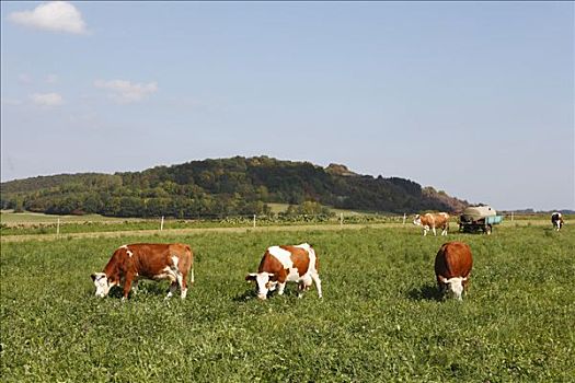 母牛,黑森州,德国