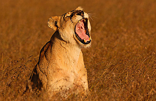 狮子,雌狮,哈欠,马赛马拉,肯尼亚,非洲
