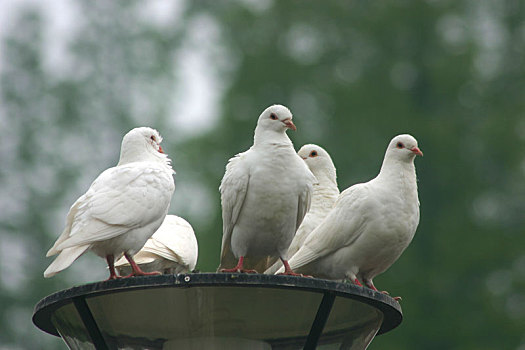 鸽子,白鸽,鸽群,飞翔,和平,纯洁,白羽,羽翼