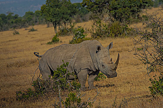 非洲肯尼亚纳库鲁国家公园白犀牛