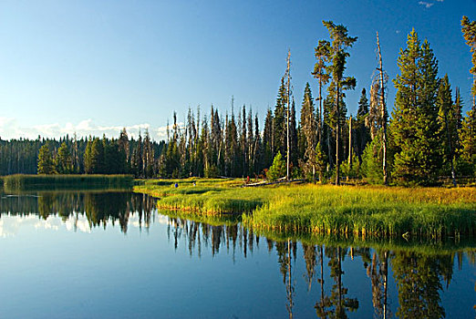 反射,树,水中,小,火山岩,湖,景色,旁路,德斯舒茨国家森林,俄勒冈,美国