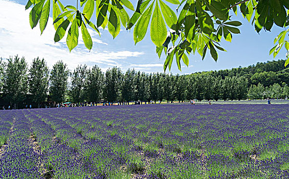 日本北海道薰衣草花海