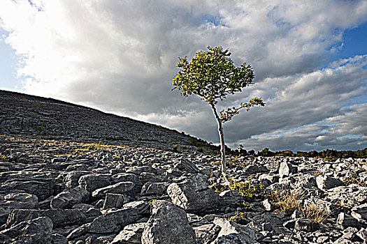 孤木,本伯伦,爱尔兰