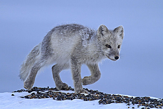 北美,美国,阿拉斯加,北极,野生动植物保护区,极地,狐狸