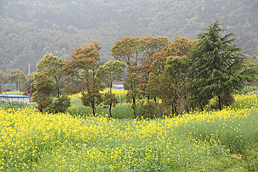 苏州,旺山,公园,植物园,景区,环境,治理,植物,绿化,小品