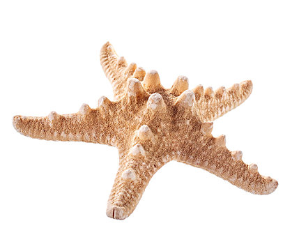 海螺壳,形状,星,隔绝