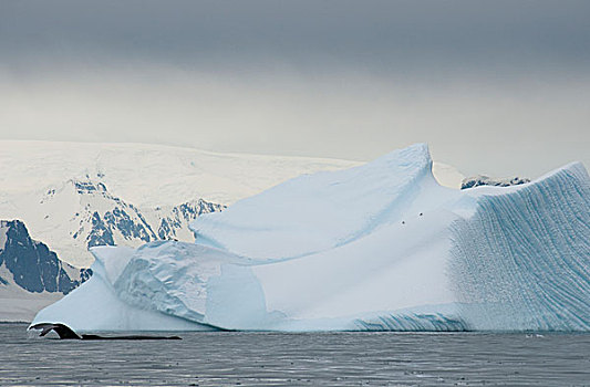 驼背鲸,大翅鲸属,鲸鱼,一对,冰山,车站,南极半岛,南极