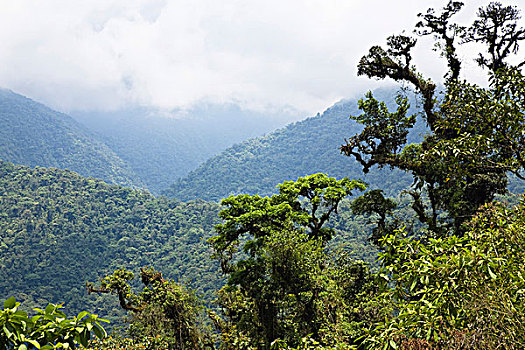 山,雨林,国家公园,哥斯达黎加,中美洲