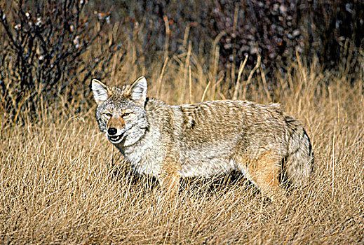 丛林狼,犬属,猎捕,啮齿类动物,路边,碧玉国家公园,西部,艾伯塔省,加拿大