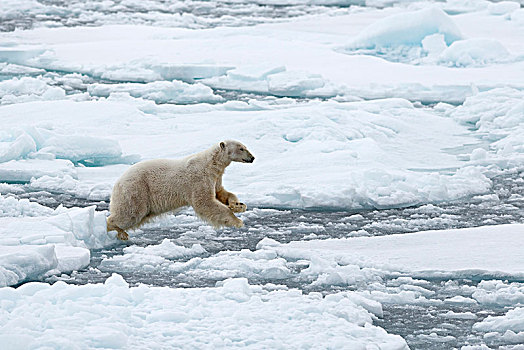 北极熊,雄性,跳跃,浮冰,斯匹次卑尔根岛,岛屿,斯瓦尔巴群岛,斯瓦尔巴特群岛,挪威,欧洲