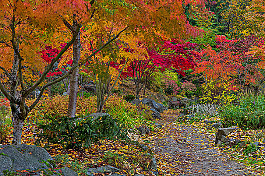 道路,公园长椅,秋天,日本,花园,纳尔逊,不列颠哥伦比亚省,加拿大