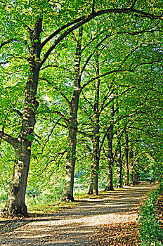 酸橙树,椴树,椴树属,挨着,小路,北莱茵-威斯特伐利亚,德国,欧洲