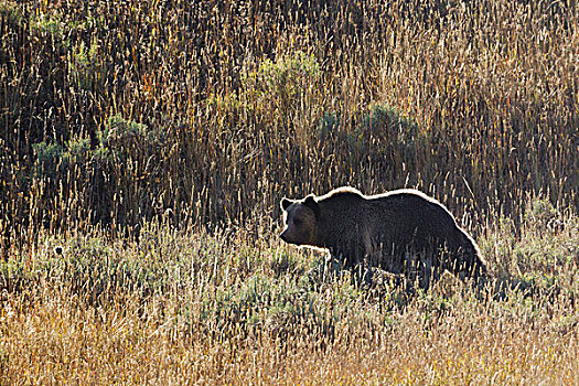 秋天,大灰熊,黄石国家公园