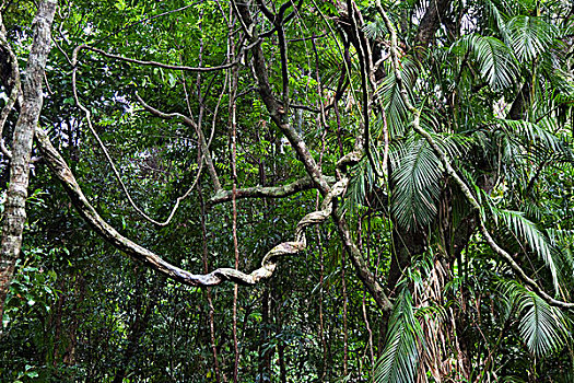藤蔓植物,雨林,国家公园,北方,昆士兰,澳大利亚