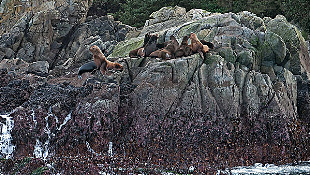 海狮,北海狮,西部,海岸,温哥华岛,不列颠哥伦比亚省,加拿大