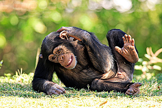 黑猩猩,年轻,挠