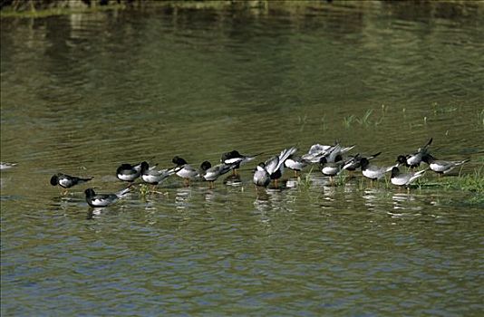 黑燕鸥,成群,浅水,欧洲