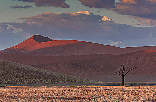 剪影,枯木,巨大,沙丘,索苏维来地区,国家公园,纳米比亚