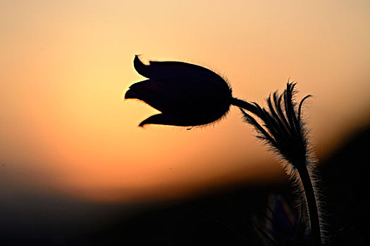白头翁花,花,落日