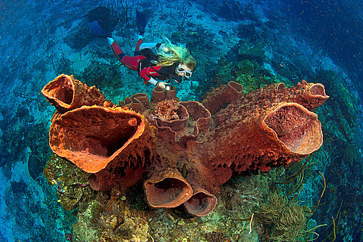 潜水,海绵,伊里安查亚省,印度尼西亚,亚洲