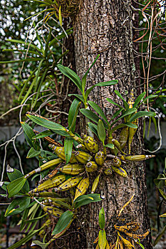 泰国清迈树林里树上生长的寄生植物