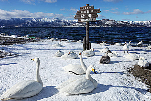 冬季湖边的大天鹅