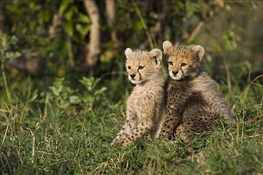 印度豹,猎豹,星期,老,幼兽,马赛马拉,自然保护区,肯尼亚