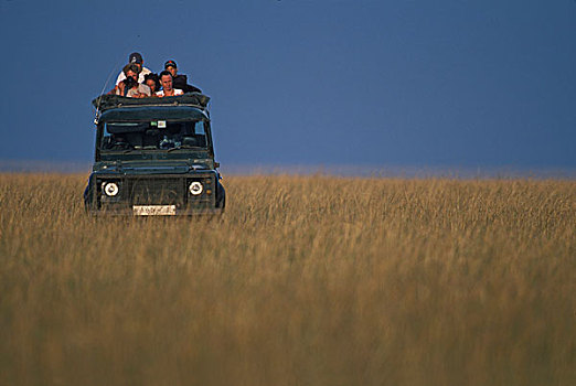 非洲,肯尼亚,马塞马拉野生动物保护区,旅游,看,打开,卡车,早晨,热带草原