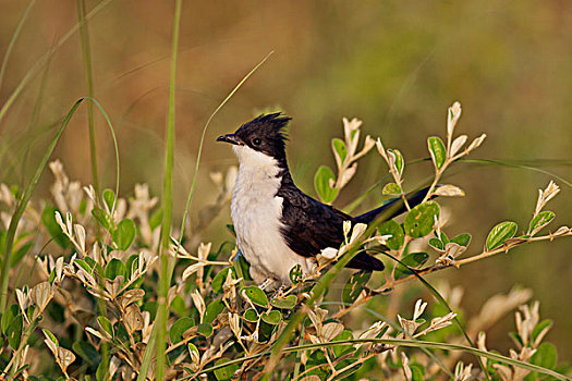 布谷鸟,国家公园,印度
