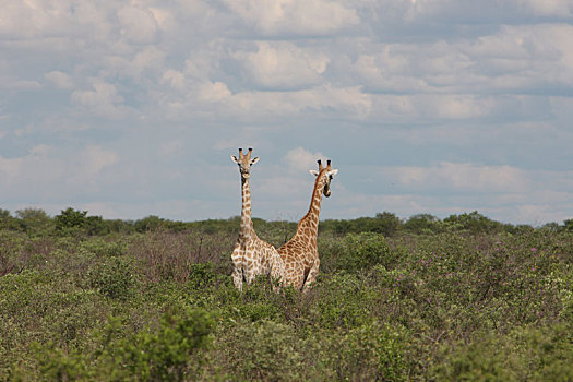 野生,长颈鹿,哺乳动物,非洲,大草原,肯尼亚